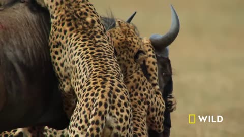 Cheetahs Takedown a Wildebeest _ The Way of the Cheetah