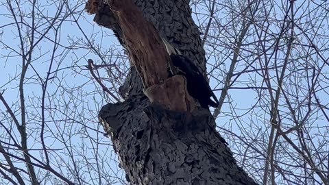 I miss filming pileated woodpeckers 😊