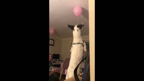 Huge dog jumps for balloon on the ceiling