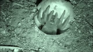 Trapdoor Spider More Close Ups