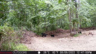 Momma Black Bear & Her 3 Cubs on Trail Camera