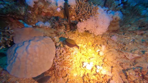 Red Sea SCUBA Diving - Boxfish