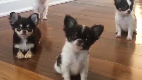 Chihuahua Head Tilt