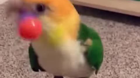 Funny Animals Video Part #13