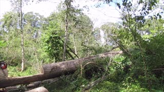 clearing a tree