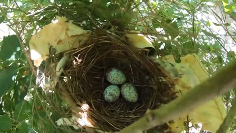 Cardinal Eggs