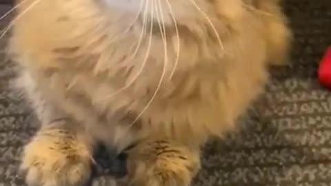 lovely cat being groomed