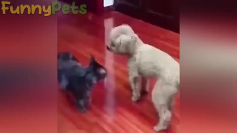 best funniest animal videos 😂 funniest cats and dogs 😹🐶