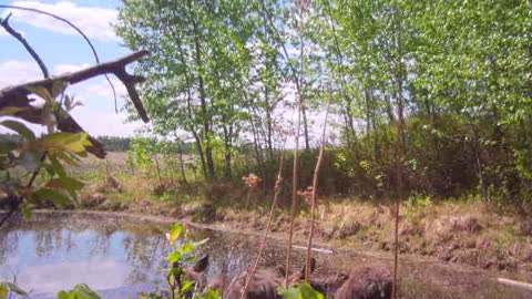 Twin Baby Moose at the pond