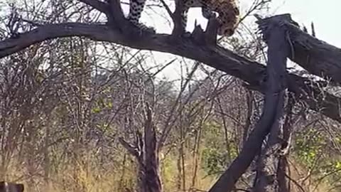 Leopard fight