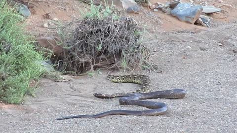 Cobra vs Puff Adder - Snake bite