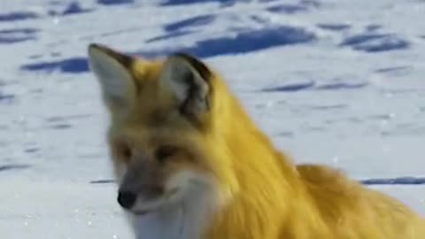 The fox pounces on the prey in the snow