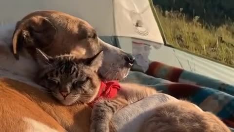 Puppy and kitten have been best friends since birth
