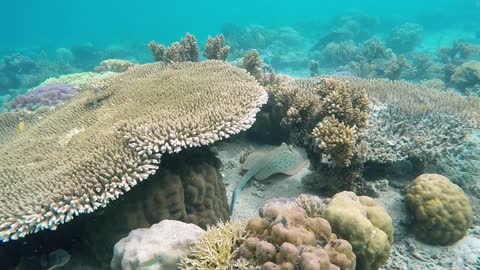 colourful sea and fishes