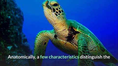 Green Sea Turtle || Description, Characteristics and Facts!