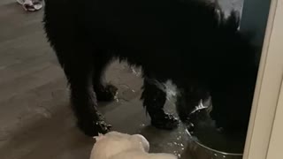 Sheepadoodle Puppy Paws at Water Bowl