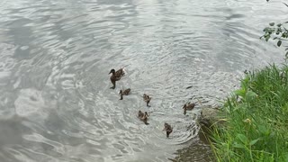 Five ducklings 2