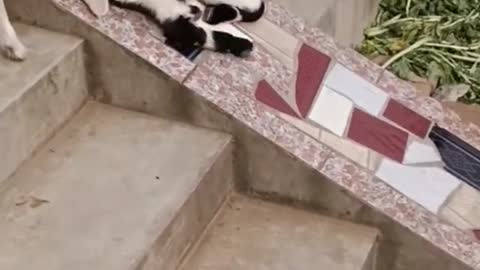 Playing slides is fun, isn't it?#pet #fyp #viral #animals #funny #lol #funnyvideos #fypシ #foryou