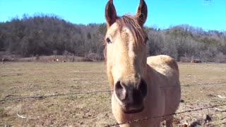 Beautiful Horse in field