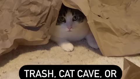 Trash, cat cave, or hidey-hole?