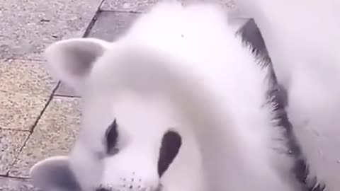 DON'T MAKE YOUR PET CRY.mp4