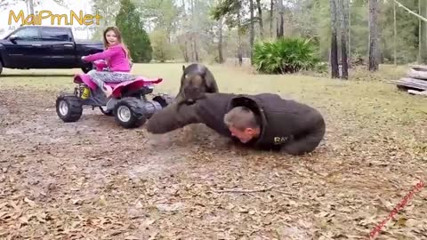 German Shepherd Protects Babies and Kids Compilation The best Protection