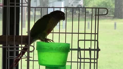 Goofy Green Cheek Conure