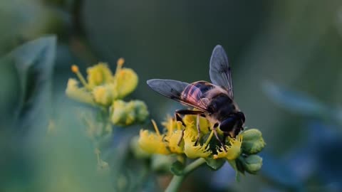 Bee Pollinating Small Yellow Flower
