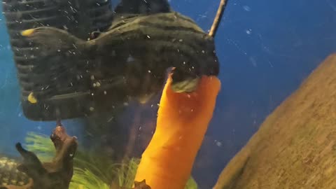 L191 Royal Pleco Eating Carrot