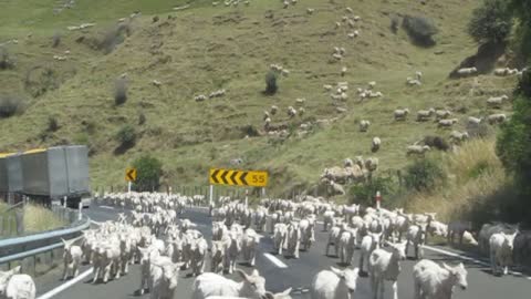 Traffic In New Zealand Halts To Let Legion Of Sheep Pass