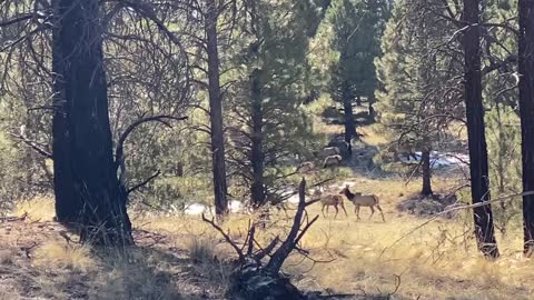 Elk in Flagstaff Az