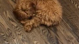 Dog hilariously chases it's tail