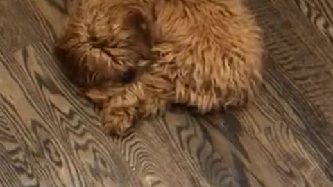 Dog hilariously chases it's tail