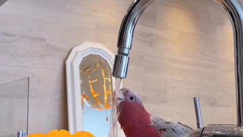 parrot cute drinking water 💦💦💦💦😍