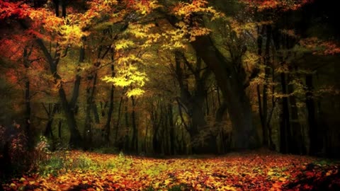 Autumn Leaves and Forest Sounds with Relaxing Music | Amazing Nature