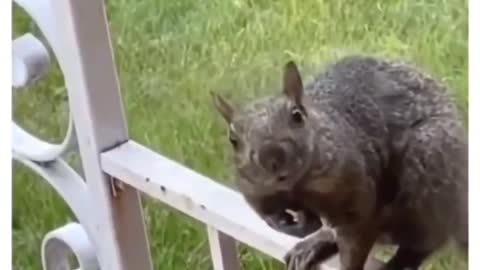 This squirrel is offended