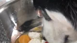 What's for breakfast with a husky?