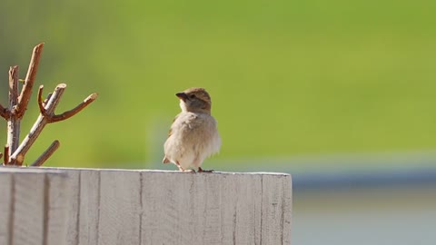 Sparrow video