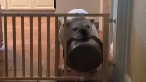 Resourceful Bulldog throws bowl through gate