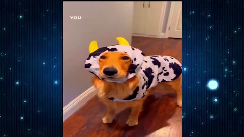 "Pet Comedy: Dogs in Dresses and Cats with Tap Water Obsessions Compilation"