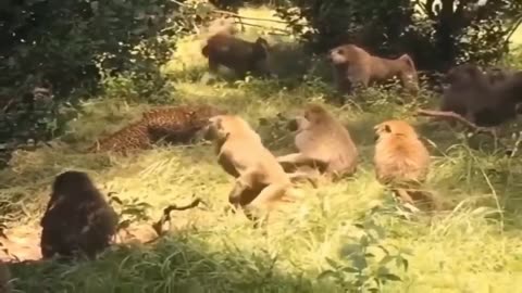 OMG!!! Crazy Leopard Attacks Monkeys Family