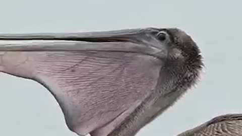 Hungry pelican dives into the ocean and swallows a huge fish whole _bird