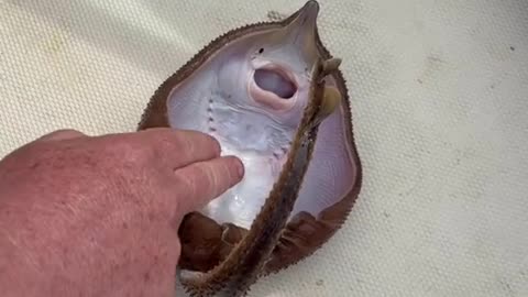 Stingray Cute Funny Video