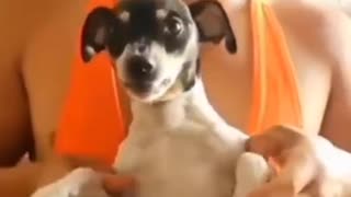 dog imitating the owner