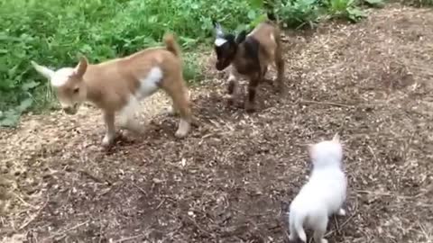 Chihuahua Puppy thinks she's a Baby Goat