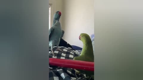 saluting parrot