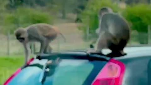 Monkeys robbing the cars in Uk