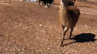 Killer Llama & Sweet Buffalo