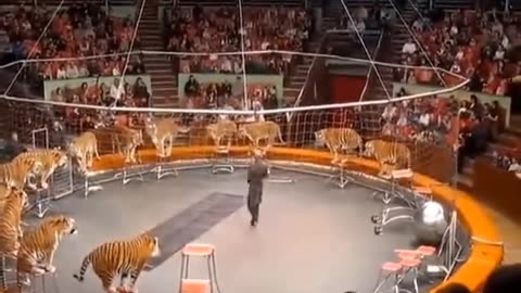 Circus Tiger Attacks Trainer