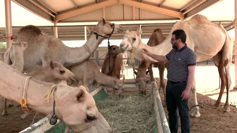 Dubai lab clones camels for races and beauty pageants